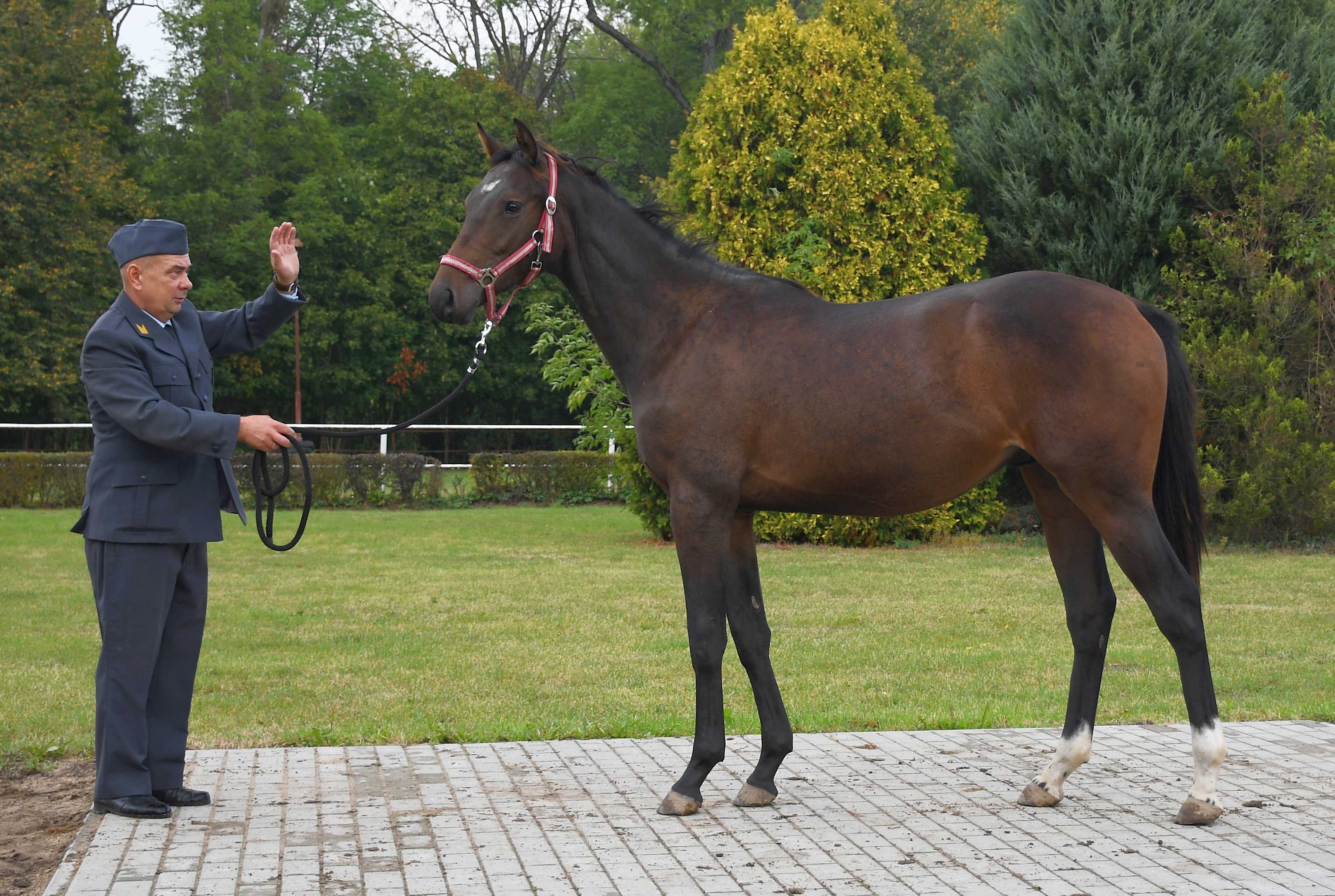 TRAPER — XX · Stallion · 4y